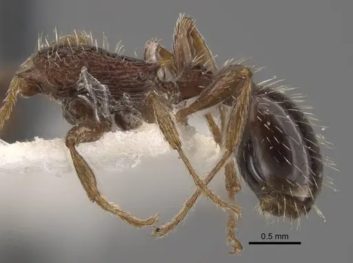 Myrmica pisarskii - CASENT0917520