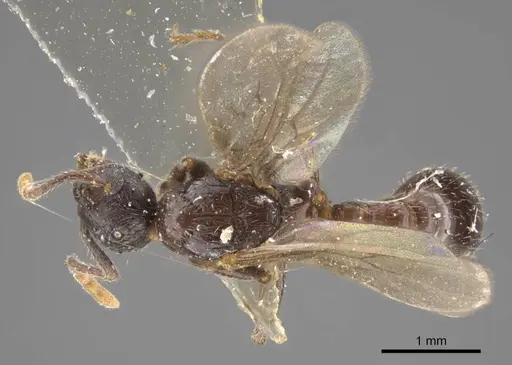 Myrmica pisarskii - CASENT0917521