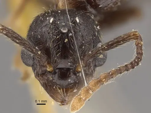 Myrmica pisarskii - CASENT0917521