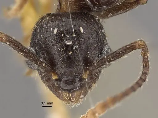 Myrmica pisarskii - CASENT0917521