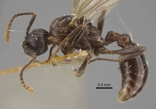 Myrmica pisarskii - CASENT0917521