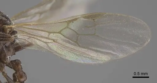 Myrmica pisarskii - CASENT0917521