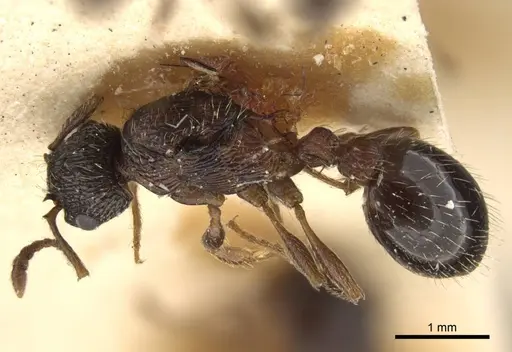 Myrmica pisarskii - CASENT0917522