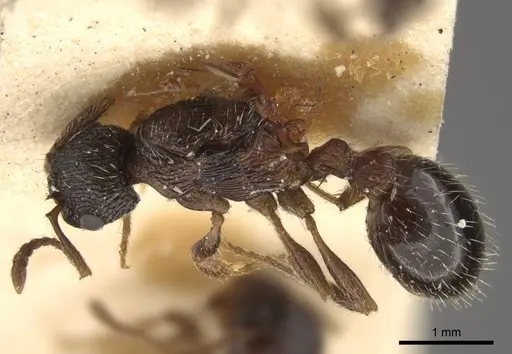 Myrmica pisarskii - CASENT0917522