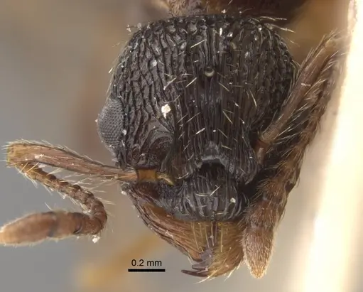 Myrmica pisarskii - CASENT0917522