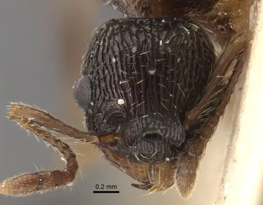 Myrmica pisarskii - CASENT0917522