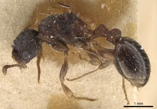 Myrmica pisarskii - CASENT0917522