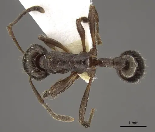 Myrmica pleiorhytida specimen