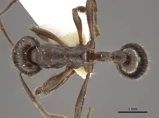 Myrmica pleiorhytida specimen