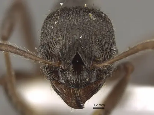 Myrmica pleiorhytida specimen