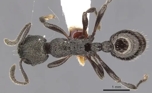 Myrmica polyglypta specimen