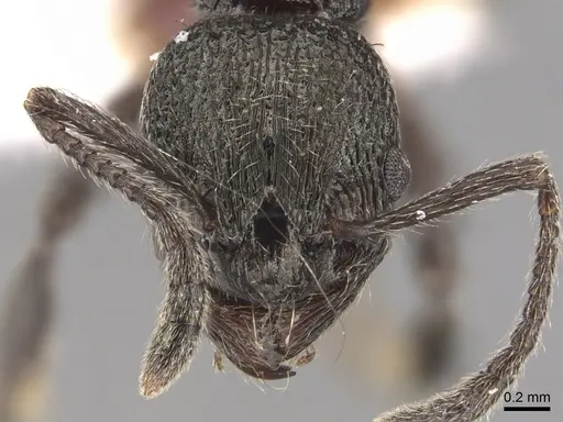 Myrmica polyglypta specimen