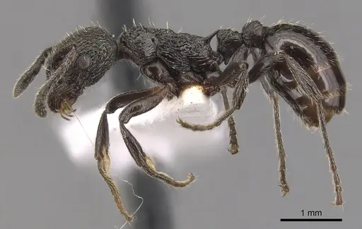 Myrmica polyglypta specimen