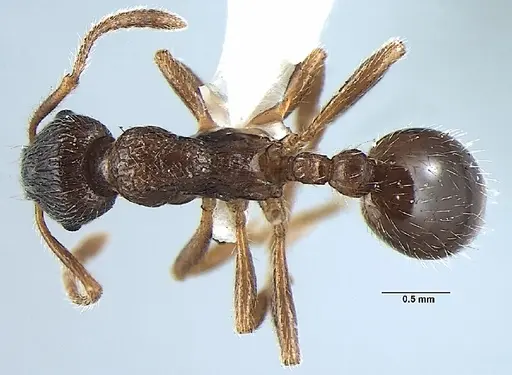 Myrmica pseudorugosa specimen