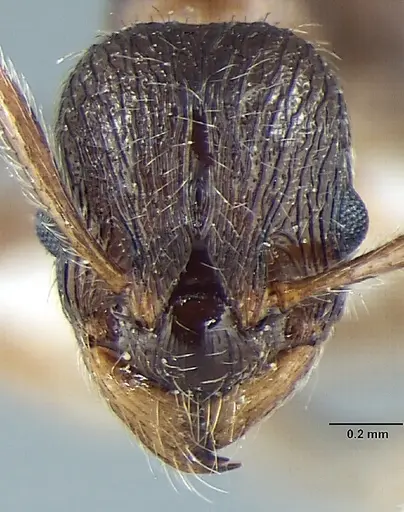 Myrmica pseudorugosa specimen