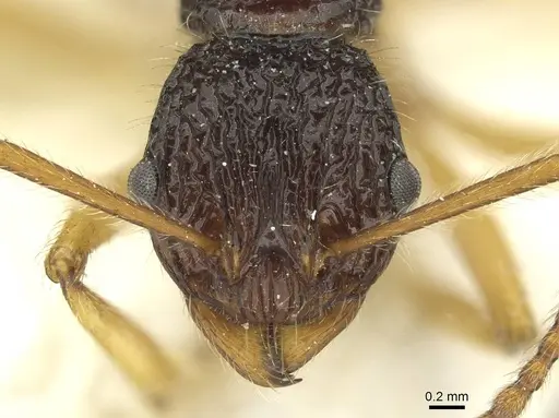 Myrmica pulchella specimen