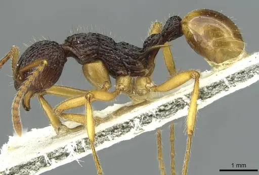 Myrmica pulchella specimen