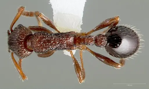 Myrmica punctinops specimen