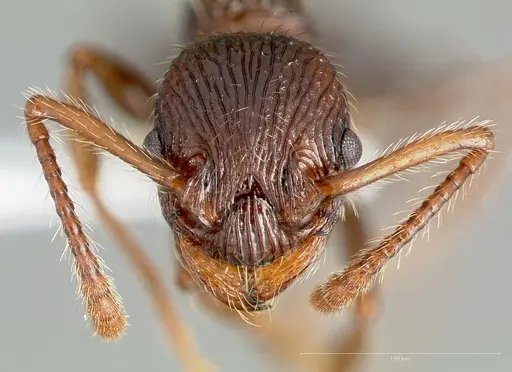 Myrmica punctinops specimen
