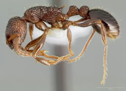 Myrmica punctinops specimen