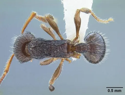 Myrmica punctinops - CASENT0844118