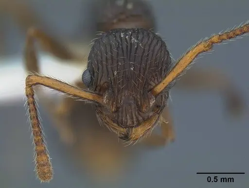 Myrmica punctinops - CASENT0844118