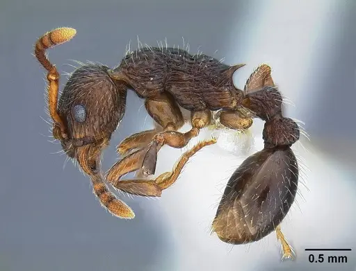 Myrmica punctinops - CASENT0844118