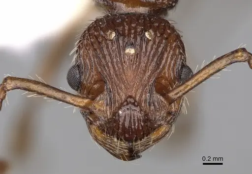 Myrmica punctinops - CASENT0862448