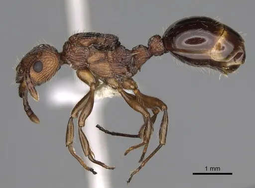 Myrmica punctinops - CASENT0862448