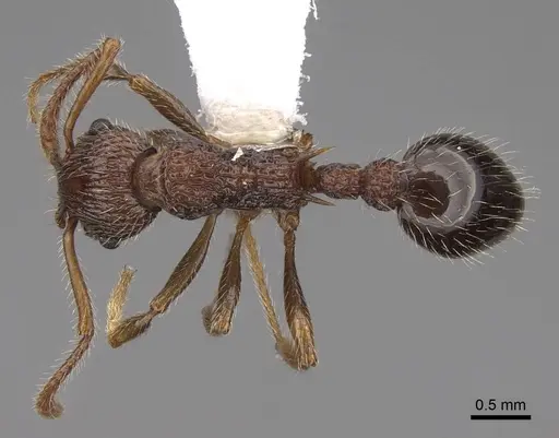 Myrmica punctinops - CASENT0922760