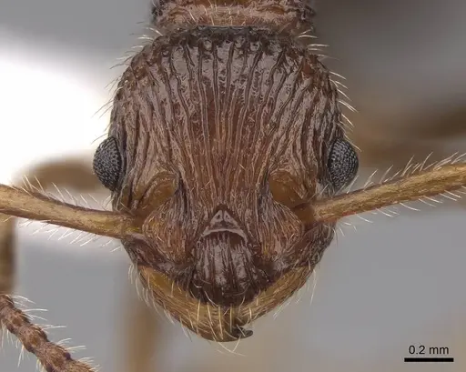 Myrmica punctinops - CASENT0922760