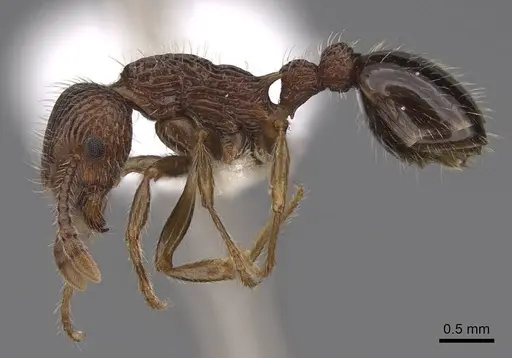 Myrmica punctinops - CASENT0922760
