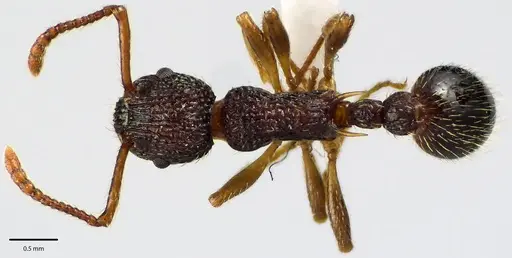 Myrmica punctiventris specimen