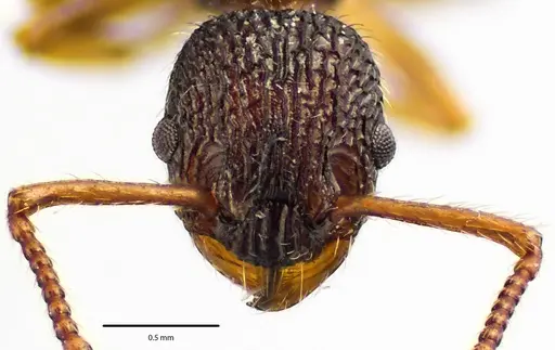 Myrmica punctiventris specimen