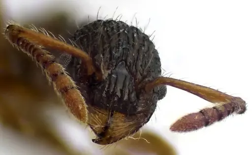 Myrmica punctiventris specimen