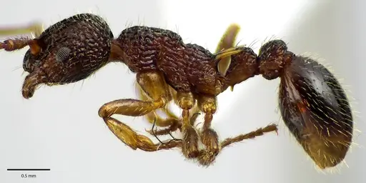 Myrmica punctiventris - ANTWEB1041585