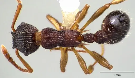 Myrmica punctiventris - ANTWEB1041705