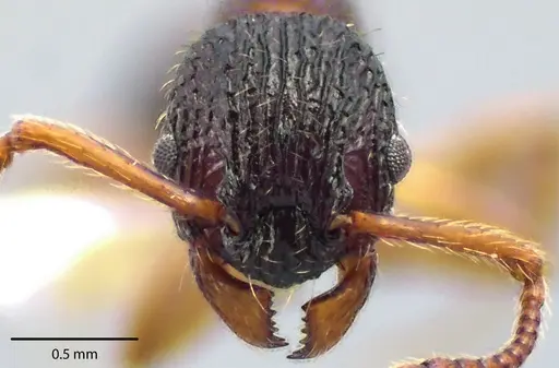 Myrmica punctiventris - ANTWEB1041705