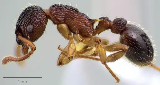 Myrmica punctiventris - ANTWEB1041705
