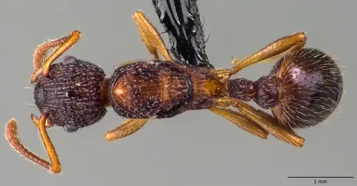 Myrmica punctiventris - ANTWEB1060081