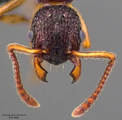 Myrmica punctiventris - ANTWEB1060081