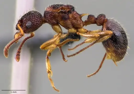 Myrmica punctiventris - ANTWEB1060081