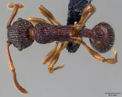 Myrmica punctiventris - ANTWEB1060091