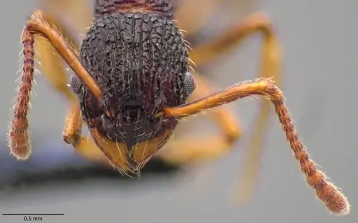 Myrmica punctiventris - ANTWEB1060091