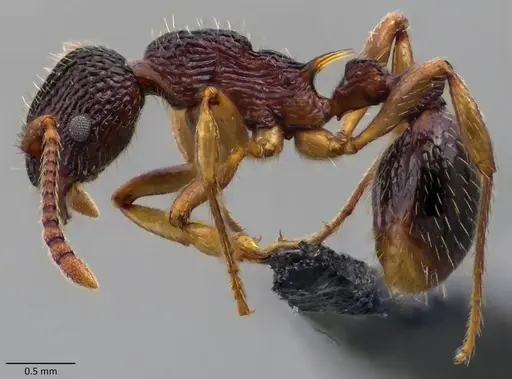 Myrmica punctiventris - ANTWEB1060091