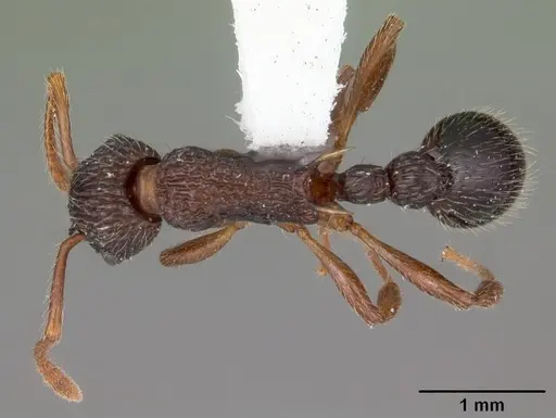 Myrmica punctiventris - CASENT0104128