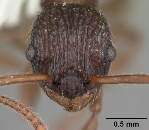 Myrmica punctiventris - CASENT0104128
