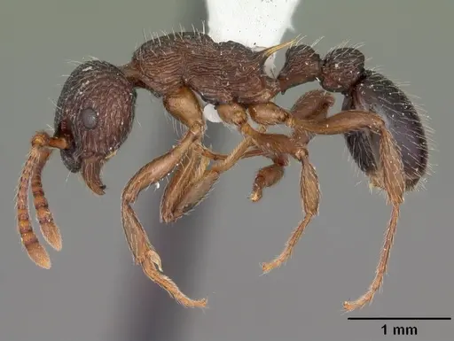 Myrmica punctiventris - CASENT0104128
