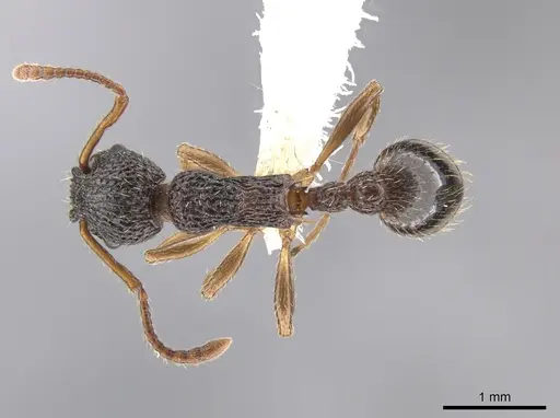 Myrmica punctiventris - CASENT0648392