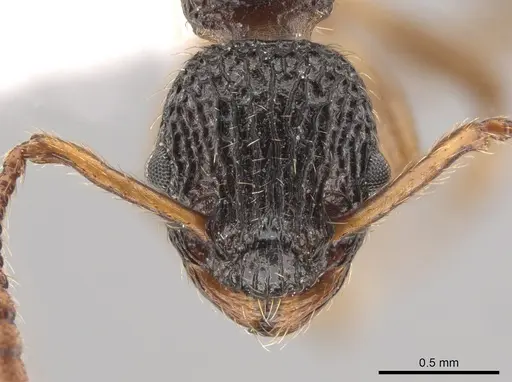 Myrmica punctiventris - CASENT0648392